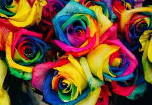 colored-roses