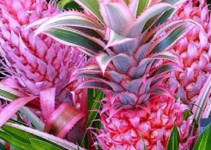 pink-ananas